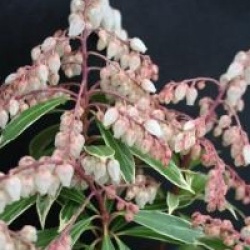 Pieris japonica 'Variegata' - Androm�de du Japon panach�