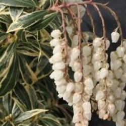 Pieris japonica 'Variegata'