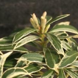 Pieris japonica 'Variegata'