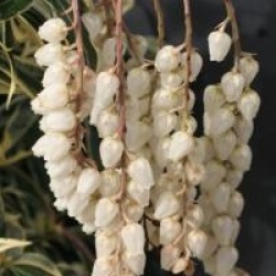 Pieris japonica 'Variegata'