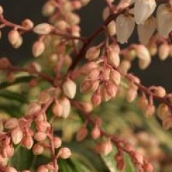 Pieris japonica 'Variegata'