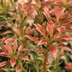 Pieris japonica 'White Pearl'