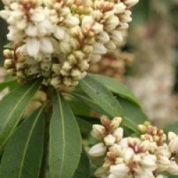 Pieris japonica 'White Pearl' - Androm�de du Japon White Pearl