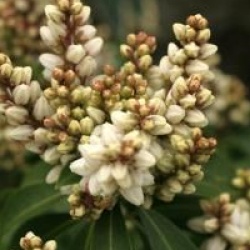 Pieris japonica 'White Pearl'