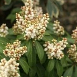 Pieris japonica 'White Pearl'