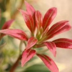 Pieris japonica 'White Pearl'