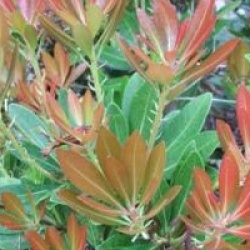 Pieris japonica 'Temple Bells'