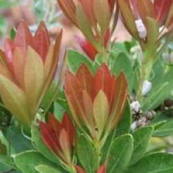 Pieris japonica 'Temple Bells'