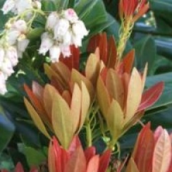 Pieris japonica 'Temple Bells'