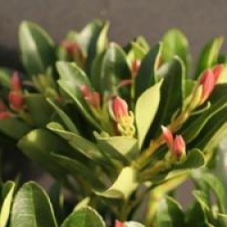 Pieris japonica 'Temple Bells'