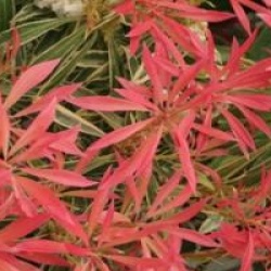 Pieris Havila � 'Mouwsvila' 