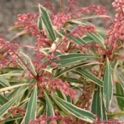 Pieris Havila � 'Mouwsvila' 