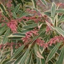 Pieris Havila � 'Mouwsvila' 