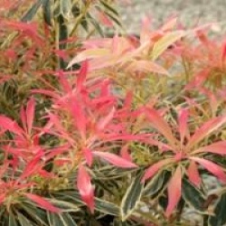 Pieris Havila � 'Mouwsvila' 