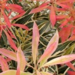 Pieris Havila � 'Mouwsvila' 