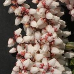 Pieris japonica 'Bonfire'