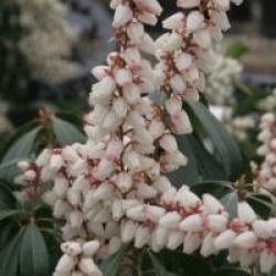 Pieris japonica 'Bonfire'