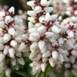 Pieris japonica 'Bonfire' - Androm�de Bonfire