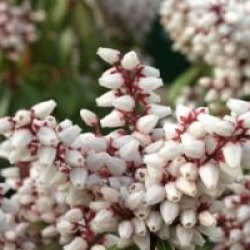 Pieris japonica 'Bonfire'