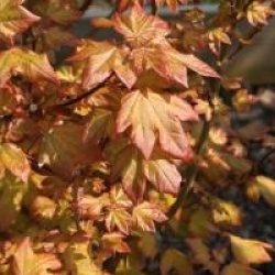 Acer x orientalia � 'Minorient'