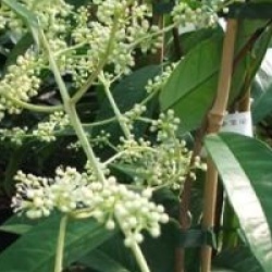 Pileostegia viburnoides - Pileostegia viburnoides