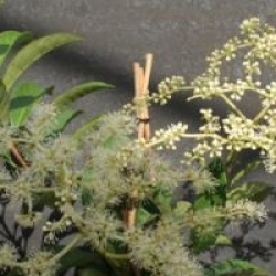 Pileostegia viburnoides