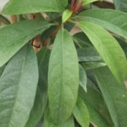 Pileostegia viburnoides