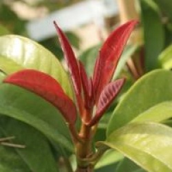 Pileostegia viburnoides