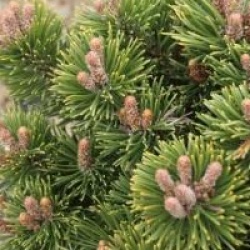 Pinus aristata 'Sherwood Compact' - Pin sherwood compact