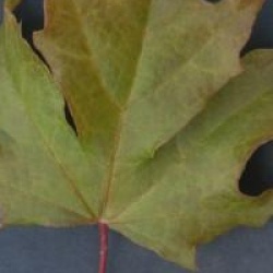 Acer x orientalia � 'Minorient'