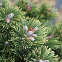 Pinus aristata 'Sherwood Compact'