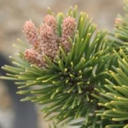 Pinus aristata 'Sherwood Compact'