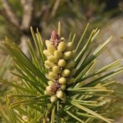 Pinus densiflora umbraculifera