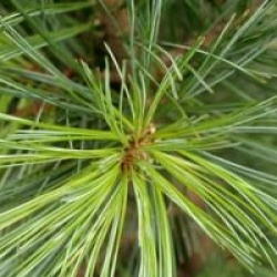 Pinus flexilis 'Vanderwolf's Pyramide'