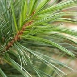 Pinus flexilis 'Vanderwolf's Pyramide'