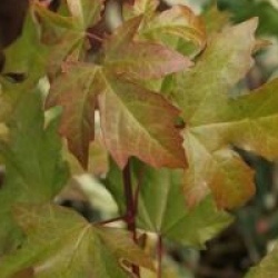 Acer x orientalia � 'Minorient'