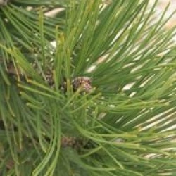 Pinus heldreichii 'Malink' - Pin de bosnie Malink