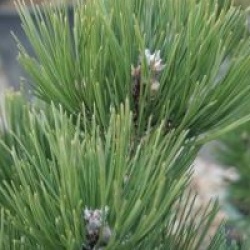 Pinus heldreichii 'Malink'