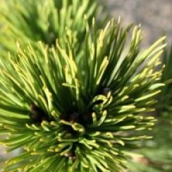 Pinus heldreichii leucodermis 'Compact Gem'