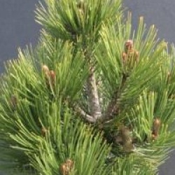 Pinus heldreichii leucodermis 'Compact Gem'