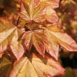 Acer x orientalia � 'Minorient'