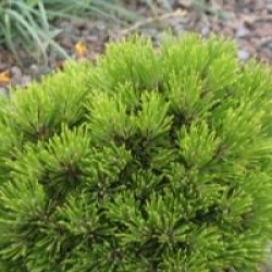 Pinus mugo 'Gnom'