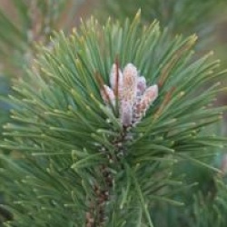 Pinus mugo 'Gnom'