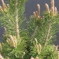 Pinus mugo 'Gnom Findling' - Pin nain gnom findling
