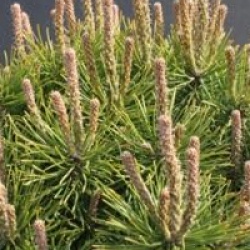 Pinus mugo 'Mops'