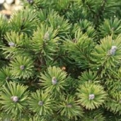 Pinus mugo 'Mops'