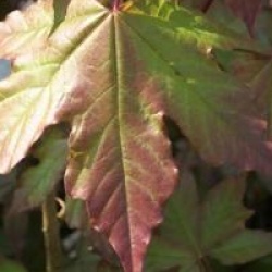 Acer x zoeschense 'Annae'