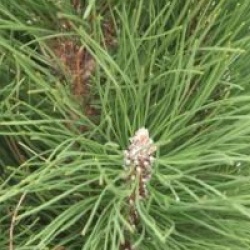 Pinus nigra 'Green Tower'