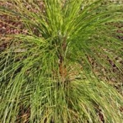 Pinus palustris