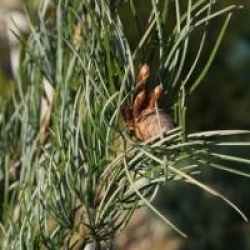 Pinus parviflora 'Blue Giant'